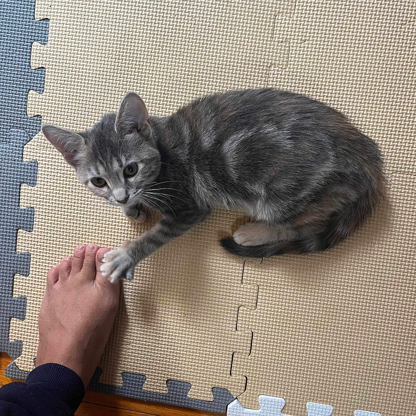 Zena joined the competition — help win amazing prizes! abyssinian, adult, animal, ankle, barefoot, bodypart, cat, finger, hand, hardwood, homedecor, kitten, male, man, manx, person, pet, plywood, toe, wood