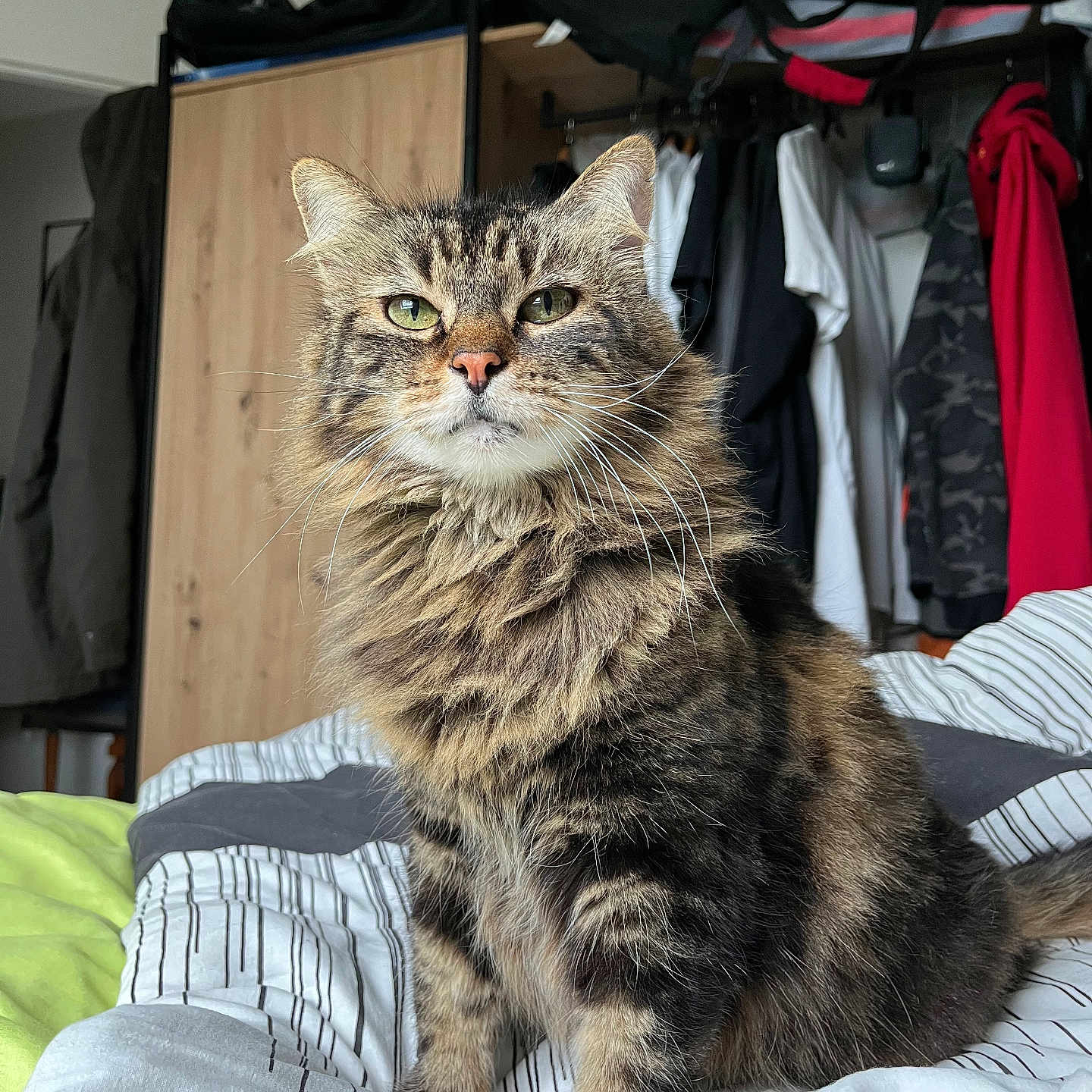 Minouchette a rejoint le concours — aidez-le/la à gagner de superbes lots ! animal, bed, bedding, cat, clothes, cute, domestic_cat, fluffy, fur, furniture, hanging_clothes, household, indoor, pet, portrait, sitting, striped_bedding, tabby, wardrobe, whiskers