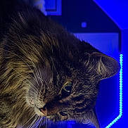 Minouchette a rejoint le concours — aidez-le/la à gagner de superbes lots ! animal, blue_lighting, cat, close_up, cozy, domestic_cat, fur, furniture, green_eyes, home, indoor, led_lights, lighting, mood, night, pet, portrait, room, tabby, whiskers