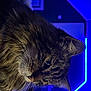 animal, blue_lighting, cat, close_up, cozy, domestic_cat, fur, furniture, green_eyes, home, indoor, led_lights, lighting, mood, night, pet, portrait, room, tabby, whiskers