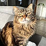 cat, tabby, fluffy, pet, indoor, sunlight, couch, fur, yellow_eyes, whiskers, close_up, feline, houseplant, window, tile_floor, home, portrait, relaxed, domestic_animal, sitting