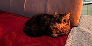 Minouchette participe au concours pour gagner de l'argent avec cette photo : animal, beige_blanket, blanket, cat, couch, cozy, domestic, ears, eyes, feline, fur, home, indoor, pet, red_blanket, relaxing, resting, tabby_cat, warm_light, whiskers