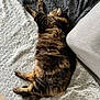 Minouchette participe au concours pour gagner de l'argent avec cette photo : animal, blanket, cat, comfort, couch, cozy, cute, domestic, fluffy, fur, furniture, home, indoor, laying, lazy, pet, relaxed, resting, sleeping, tabby