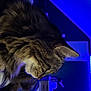 Minouchette participe au concours pour gagner de l'argent avec cette photo : ambient_light, animal, bedroom, blue_light, cat, closeup, cozy, domestic, feline, fur, household, indoor, led_strip, pet, relaxing, resting, side_view, sleeping, tabby, whiskers