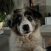 Aika a rejoint le concours — aidez-le/la à gagner de superbes lots ! puppy, dog, fluffy, paw, indoor, furniture, plant, curious, closeup, pet, cute, living_room, domestic_animal, canine, young, face, white, black, brown, fur