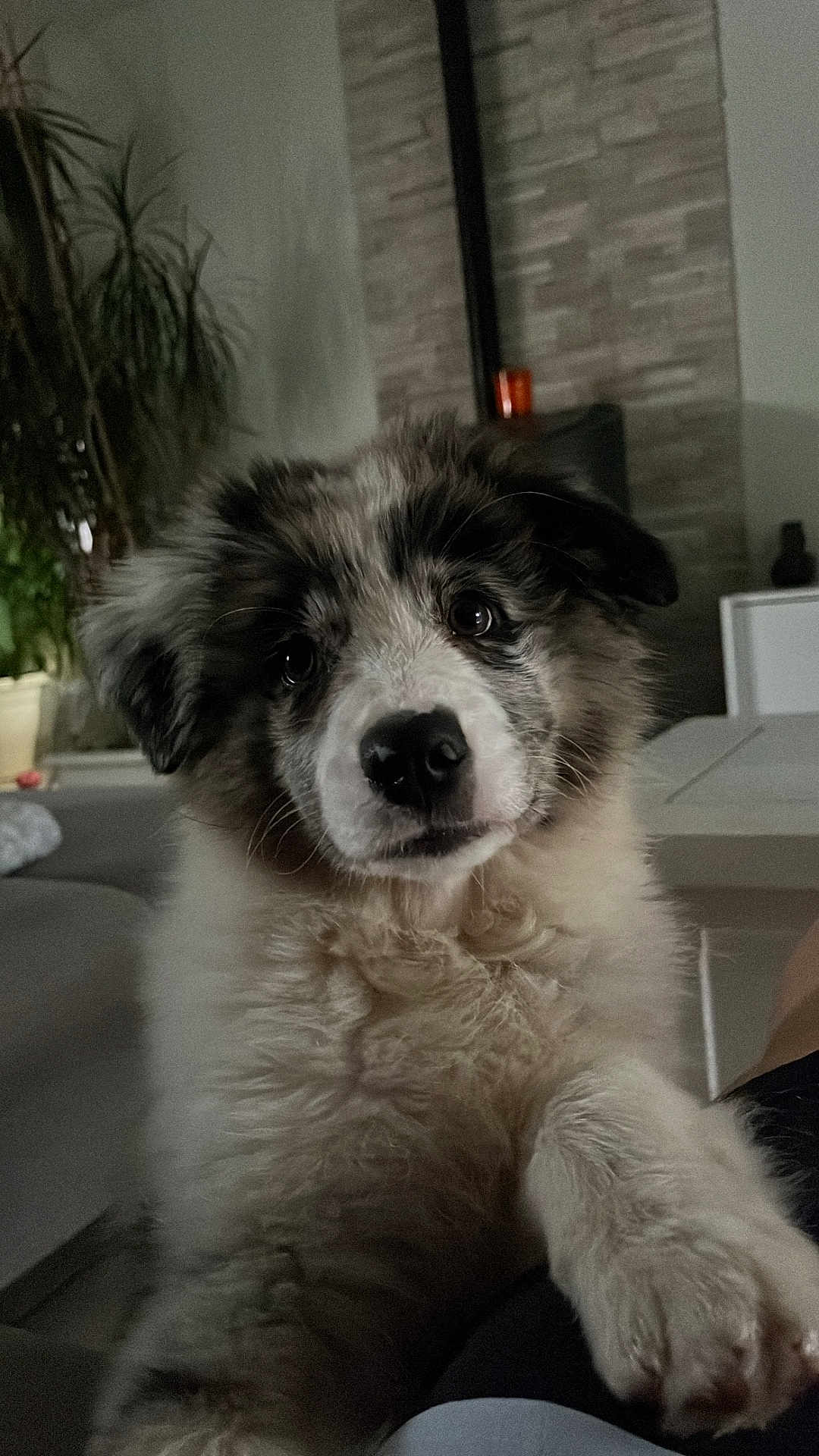 Aika a rejoint le concours — aidez-le/la à gagner de superbes lots ! puppy, dog, fluffy, paw, indoor, furniture, plant, curious, closeup, pet, cute, living_room, domestic_animal, canine, young, face, white, black, brown, fur