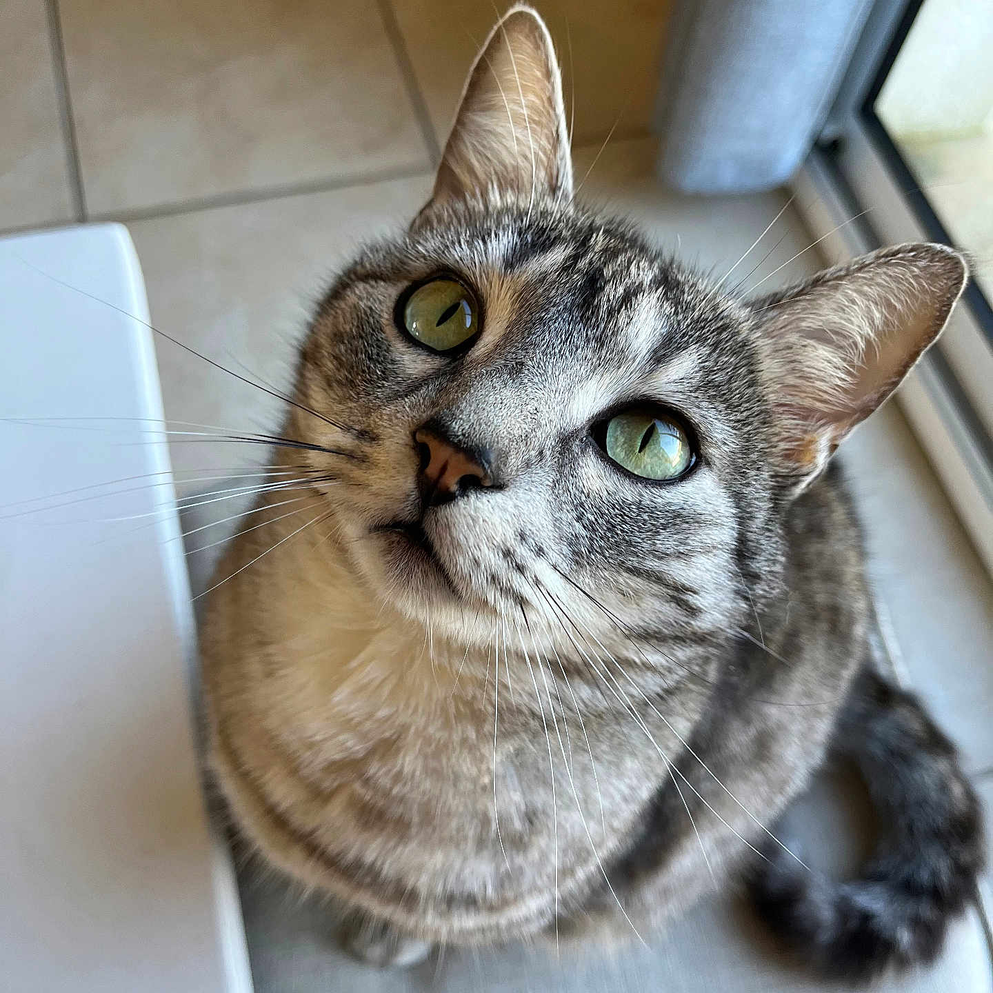 Léo a rejoint le concours — aidez-le/la à gagner de superbes lots ! animal, cat, close_up, curious, cushion, cute, domestic_cat, ears, feline, fur, green_eyes, indoor, looking_up, pet, sitting, striped_fur, tabby_cat, tile_floor, whiskers, window