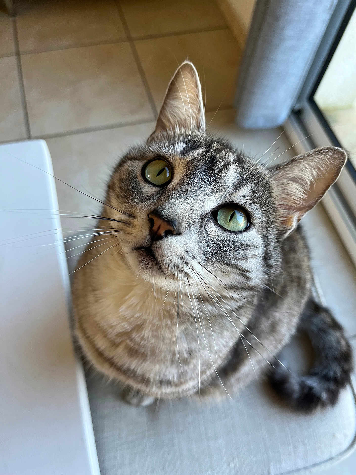 Léo a rejoint le concours — aidez-le/la à gagner de superbes lots ! cat, tabby_cat, green_eyes, whiskers, curious, indoor, cushion, window, tile_floor, pet, feline, close_up, looking_up, domestic_cat, striped_fur, sitting, cute, animal, fur, ears