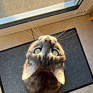 Léo a rejoint le concours — aidez-le/la à gagner de superbes lots ! cat, tabby, green_eyes, whiskers, looking_up, mat, door, glass_door, sunlight, shadow, indoor, floor_tile, pet, animal, cute, feline, domestic_cat, close_up, portrait, curious