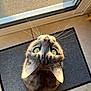 cat, tabby, green_eyes, whiskers, looking_up, mat, door, glass_door, sunlight, shadow, indoor, floor_tile, pet, animal, cute, feline, domestic_cat, close_up, portrait, curious