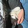 animal, black_and_white, casual, cat, close_up, comfort, cozy, cute, denim, feline, hand, holding, indoor, jeans, kitten, nail_art, person, pet, resting, sweater