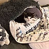 animal, black_and_white_cat, blanket, cat, comfort, cozy, cute, furry, home, indoor, kitten, pet_bed, plush_toy, relaxed, resting, shark_bed, sleeping_area, soft, stuffed_animal, text_on_blanket