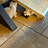 animal, black_and_white_cat, cat, companions, curious, cute, domestic, feline, floor_tiles, fur, home, indoor, kitten, orange_cat, pet, playful, resting, scratching_post, tile_floor, wooden_ramp