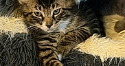 Dw joined the competition — help win amazing prizes! animal, cat, closeup, cozy, cute, feline, fluffy, fur, indoor, kitten, mammal, paws, pet_bed, portrait, relaxed, resting, sleeping_area, tabby, whiskers, young