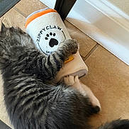 Dw is registered to the contest to win money with this photo: animal, cat, corner, cuddle, domestic_animal, feline, floor, fur, gray_cat, home, indoor, paw, pet, playful, plush_toy, striped_cat, tabby_cat, tile_floor, toy, wall