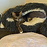 Dw joined the competition — help win amazing prizes! animal, cat, cozy, cute, feline, fluffy, fur, home, indoor, kitten, paw, pet_bed, relaxed, resting, shark_bed, sleepy, soft, tabby, wall, white_pillow