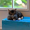 Dw is registered to the contest to win money with this photo: blue, blurred_background, box, cat, cozy, domestic_animal, feline, fur, greenery, indoor, kitten, natural_light, paws, pet, resting, sleeping, soft_focus, whiskers, window, young_animal