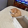 Fizz is registered to the contest to win money with this photo: animal, bed, box, cat, cozy, curious, curled_up, cute, drawer, furniture, indoor, kitten, marble_pattern, orange_cat, pet, quilt, room, small, snug, television