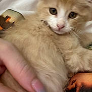 Fizz joined the competition — help win amazing prizes! animal, blue_nails, cat, close_up, curious, cute, domestic, feline, furry, hand, holding, indoor, kitten, nail_art, orange_cat, person, pet, soft_fur, white_cat, young_cat