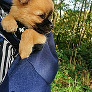 Loki participe au concours pour gagner de l'argent avec cette photo : animal, black, brown, clothing, cute, daylight, dog, forest, fur, greenery, hoodie, nature, outdoor, paw, pet, portrait, puppy, small, snuggled, young