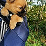 animal, black, brown, clothing, cute, daylight, dog, forest, fur, greenery, hoodie, nature, outdoor, paw, pet, portrait, puppy, small, snuggled, young