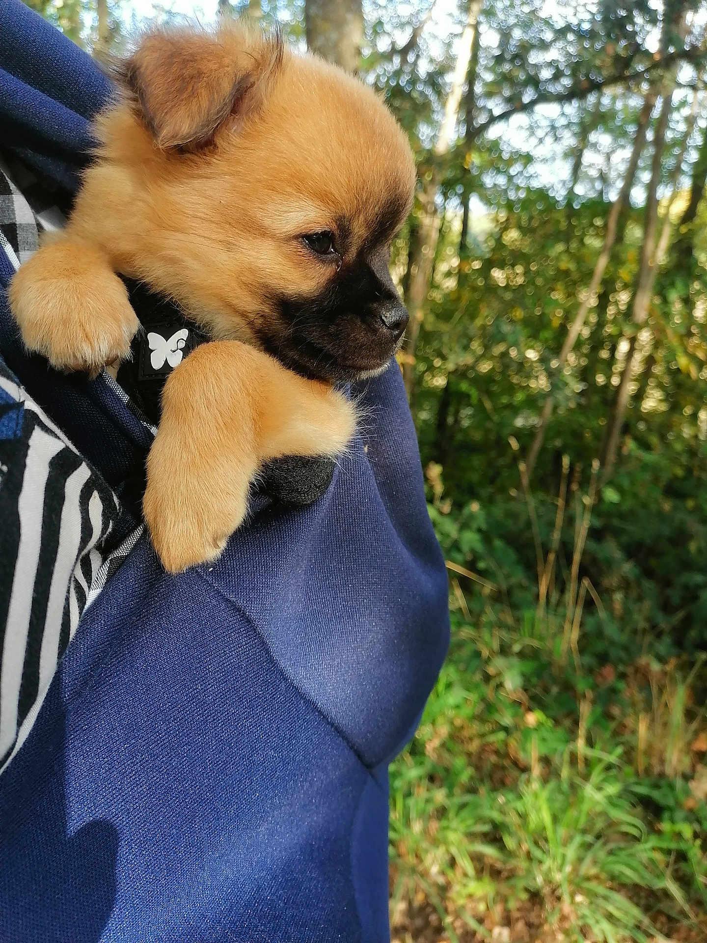 Loki