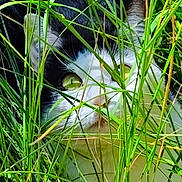 Havana participe au concours pour gagner de l'argent avec cette photo : cat, black_and_white, grass, green, outdoor, animal, pet, eyes, nature, closeup, curious, feline, whiskers, plants, daylight, mammal, face, ears, flora, hiding