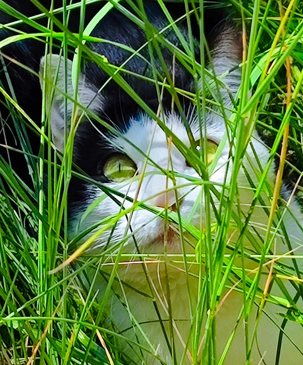 Havana participe au concours pour gagner de l'argent avec cette photo : cat, black_and_white, grass, green, outdoor, animal, pet, eyes, nature, closeup, curious, feline, whiskers, plants, daylight, mammal, face, ears, flora, hiding