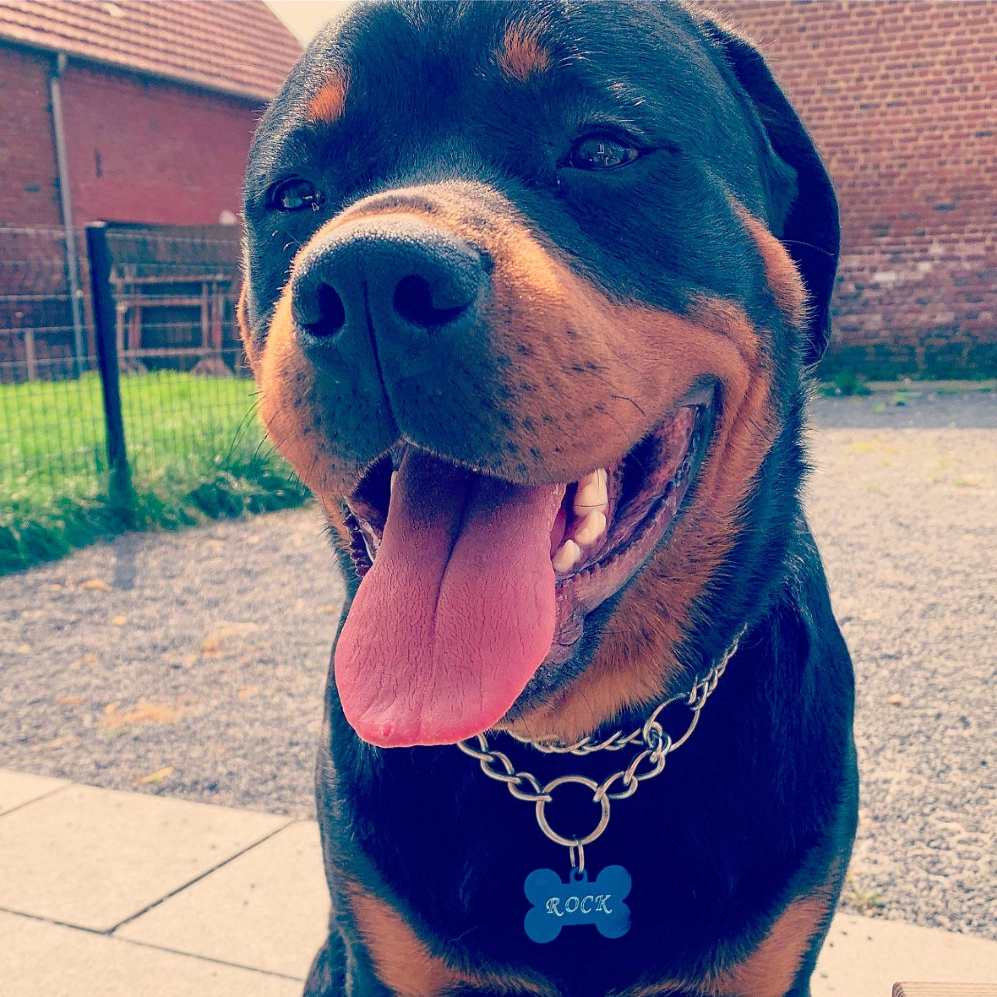 Rock a rejoint le concours — aidez-le/la à gagner de superbes lots ! building, canidae, carnivore, collar, companion_dog, dog, dog_breed, dog_collar, electric_blue, fawn, fence, happy, pet_supply, plant, snout, sporting_group, whiskers, window, working_animal, working_dog