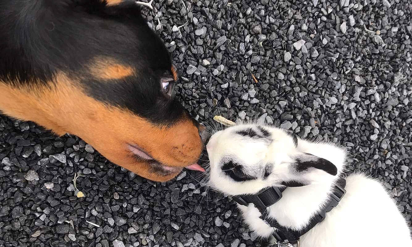 Rock participe au concours pour gagner de l'argent avec cette photo : canidae, carnivore, companion_dog, dog, dog_breed, fawn, foot, fur, mammal, monochrome_photography, paw, puppy, snout, sporting_group, terrestrial_animal, vertebrate, waterfall, whiskers, working_dog