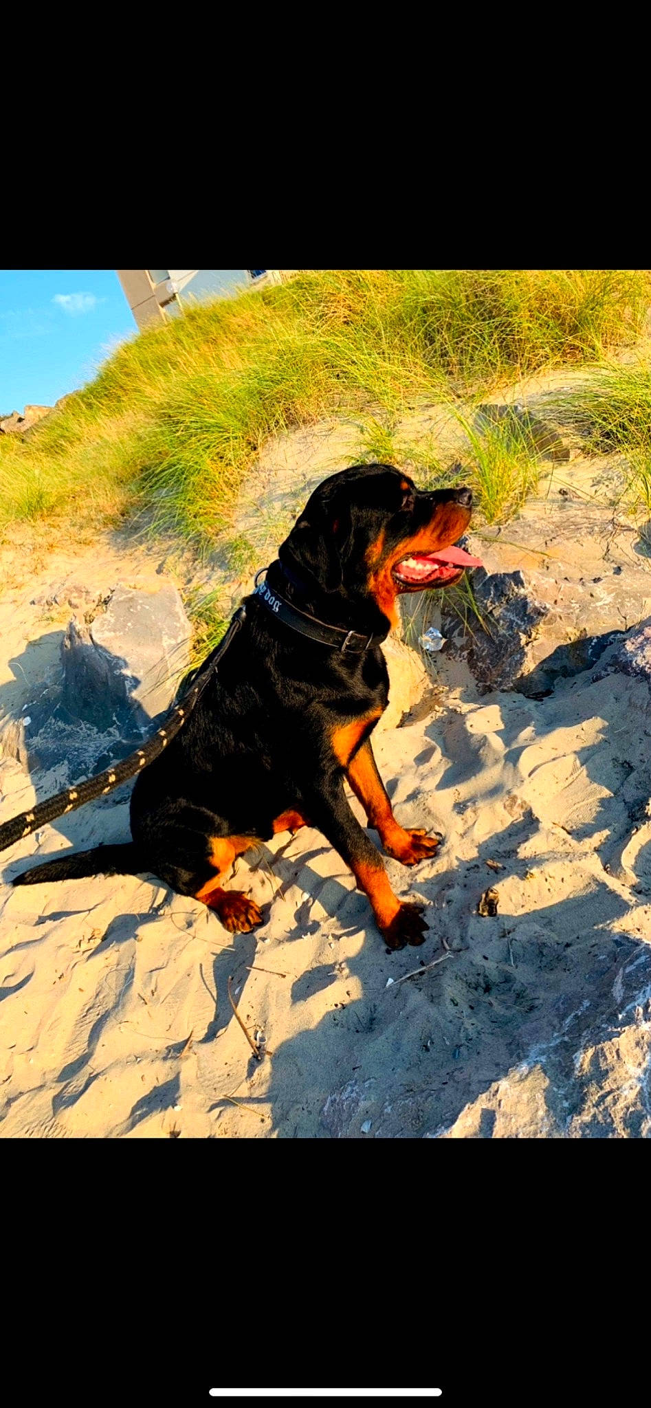 Rock a rejoint le concours — aidez-le/la à gagner de superbes lots ! canidae, carnivore, collar, dog, dog_breed, dog_collar, electric_blue, fun, guard_dog, landscape, plant, rock, shadow, sky, soil, sporting_group, travel, vertebrate, working_animal, working_dog