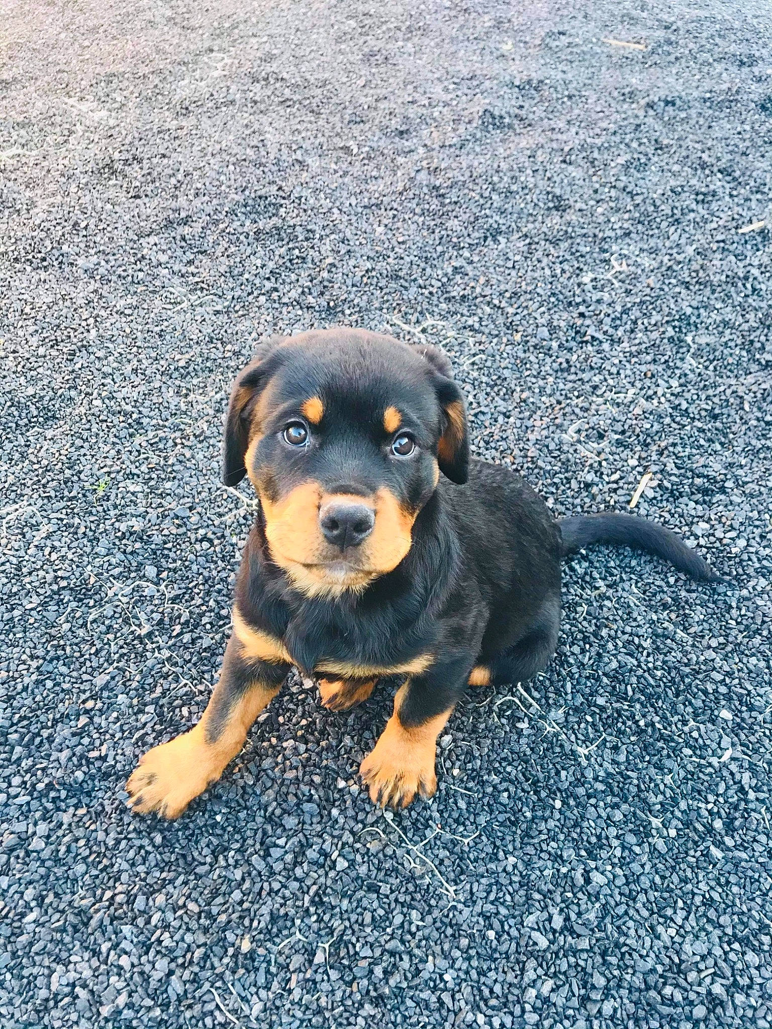 Rock participe au concours pour gagner de l'argent avec cette photo : asphalt, canidae, carnivore, companion_dog, dog, dog_breed, electric_blue, fawn, grass, grey, guard_dog, hound, paw, road_surface, snout, sporting_group, tar, terrestrial_animal, toy_dog, working_dog
