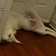 Max joined the competition — help win amazing prizes! dog, sleeping, white_dog, indoor, wooden_floor, cabinet, relaxed, pet, animal, flooring, fur, canine, resting, belly, paw, head, ears, quiet, home, cozy