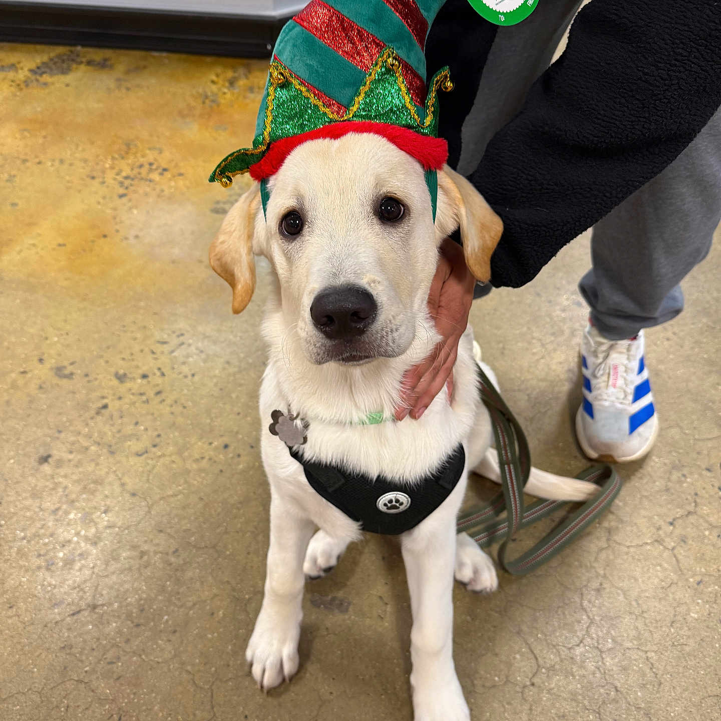 Max joined the competition — help win amazing prizes! animal, black_harness, casual_clothing, cute, dog, elf_hat, festive, floor, hand, holiday, indoor, labrador, leash, looking_at_camera, person, pet, puppy, shoes, sitting, white_dog