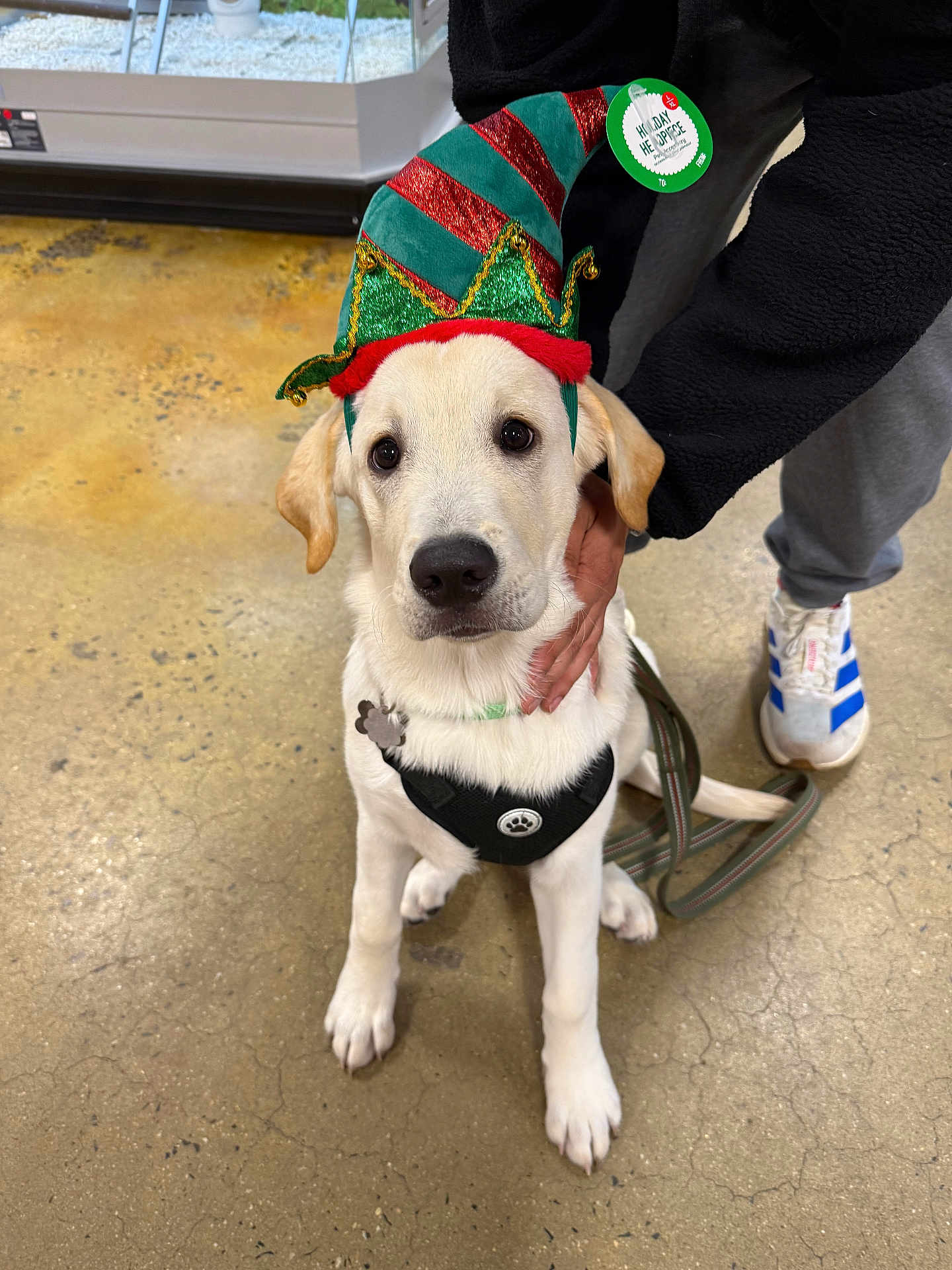 Max joined the competition — help win amazing prizes! dog, puppy, labrador, pet, animal, elf_hat, holiday, festive, person, hand, leash, floor, indoor, white_dog, black_harness, cute, sitting, looking_at_camera, shoes, casual_clothing