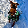 Bea is registered to the contest to win money with this photo: canine, christmas_theme, cold, collar, dog, festive_pattern, green_sweater, outdoors, paw, pet, playful, portrait, shadow, short_hair, sitting, snow, snow_tracks, snowbank, sunlight, winter