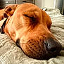 bed, bedding, brown, canine, close_up, collar, cozy, dog, fur, indoor, muzzle, nose, peaceful, pet, portrait, relaxed, resting, sleeping, snout, whiskers