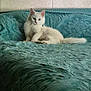cat, white_cat, fluffy, pet, indoor, couch, furniture, relaxing, animal, mammal, domestic, feline, texture, teal, wall, house, resting, calm, portrait, cozy