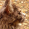 Patoune participe au concours pour gagner de l'argent avec cette photo : cat, tabby, fluffy, close_up, profile, whiskers, ear, fur, animal, pet, mammal, outdoor, blurred_background, pebbles, nature, looking, side_view, brown, feline, portrait
