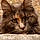Patoune