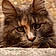 Patoune
