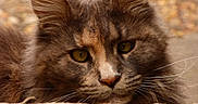 Patoune participe au concours pour gagner de l'argent avec cette photo : cat, animal, pet, feline, close_up, portrait, fluffy, whiskers, ears, eyes, brown, orange, outdoor, nature, fur, mammal, cute, resting, lying_down, focused