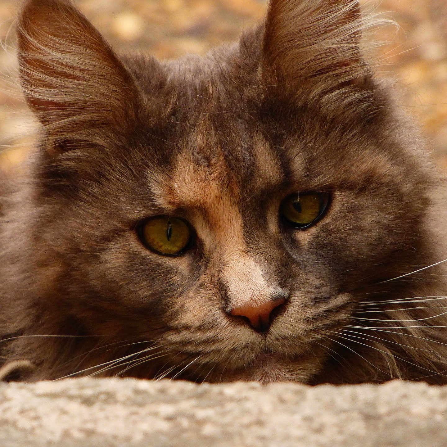 Patoune