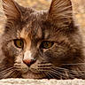 cat, close_up, fluffy, fur, whiskers, yellow_eyes, animal, pet, portrait, laying_down, mammal, outdoor, nature, feline, soft, texture, focused, relaxed, cute, domestic_animal