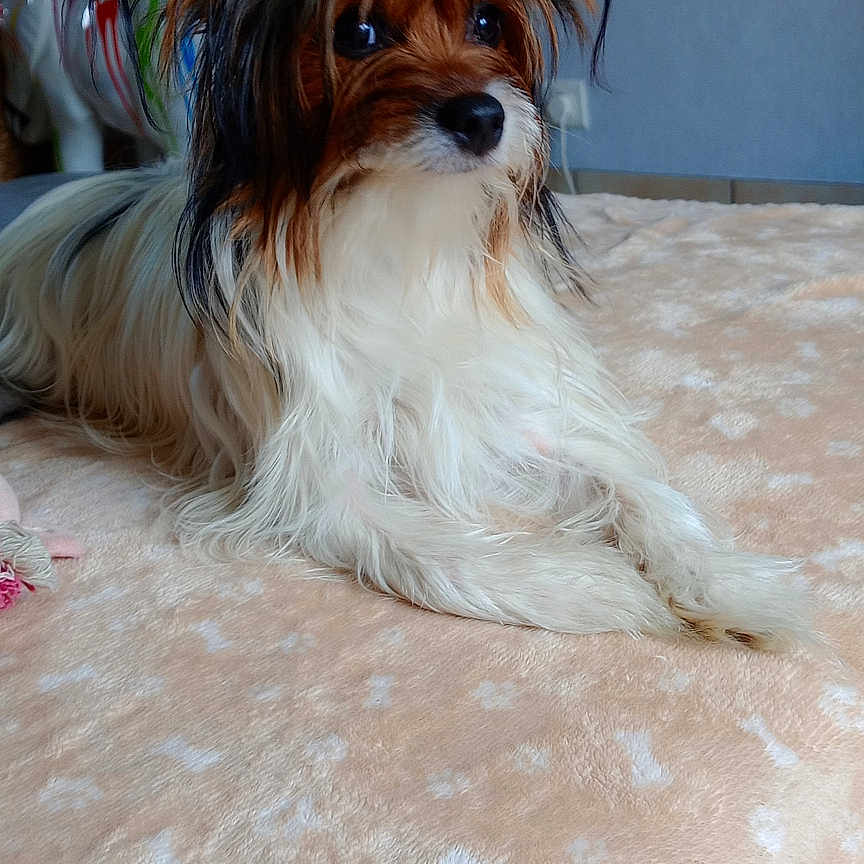 Câline participe au concours pour gagner de l'argent avec cette photo : animal, bed, black, blanket, bones, brown, cute, decor, dog, ears, fur, indoor, long_hair, nose, pattern, paw_prints, pet, resting, small_dog, white