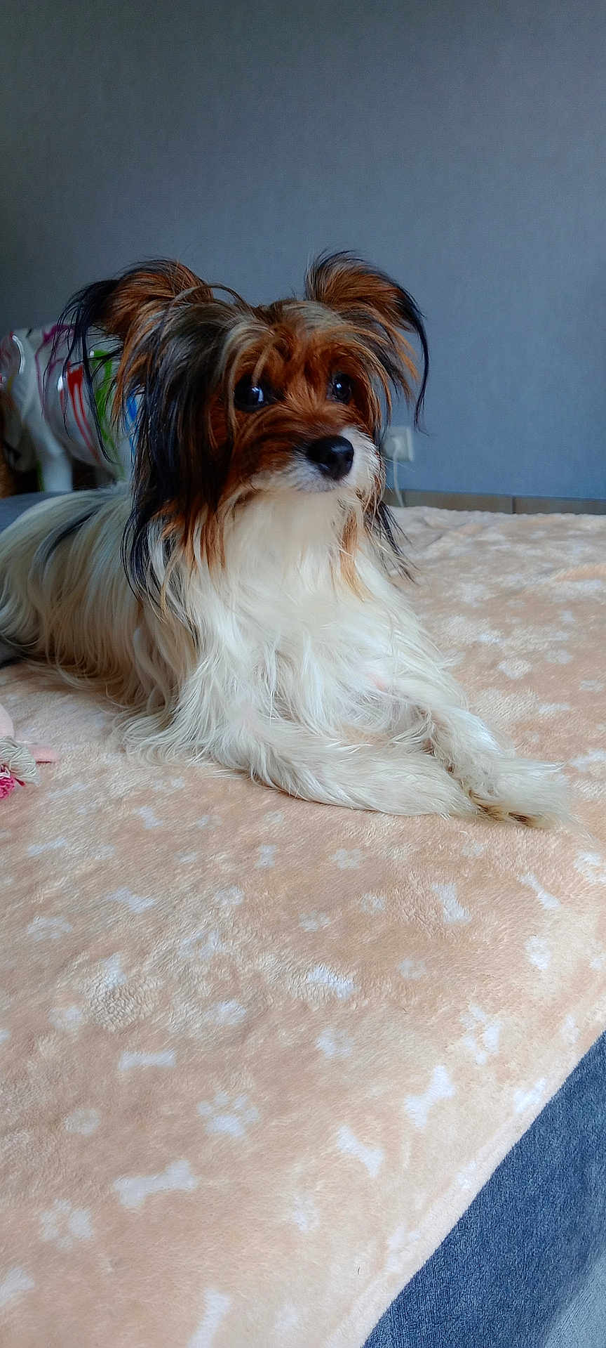 Câline
