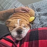 Hammy Sammy joined the competition — help win amazing prizes! bulldog, puppy, sleeping, bed, blanket, person, tattoo, hand, plaid, red, black, cozy, nap, pet, animal, indoor, resting, wrinkles, cute, companion