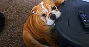 Hammy Sammy joined the competition — help win amazing prizes! bulldog, puppy, dog, carpet, toy, stuffed_toy, paw, table, fan, remote_control, indoor, pet, cute, wrinkly, brown, white_markings, looking_up, sitting, floor, domestic