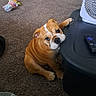 bulldog, puppy, dog, carpet, toy, stuffed_toy, paw, table, fan, remote_control, indoor, pet, cute, wrinkly, brown, white_markings, looking_up, sitting, floor, domestic