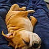 Hammy Sammy is registered to the contest to win money with this photo: dog, bulldog, puppy, lying_down, upside_down, sleepy, cozy, blanket, blue_blanket, indoor, pet, cute, fur, relaxed, resting, animal, mammal, domestic_animal, snout, ears